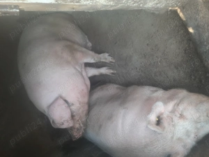 Porc de aproximativ 400 kg 