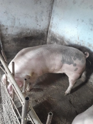 Vănd animale - imagine 4