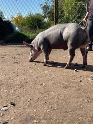 Vand vierut pietrean