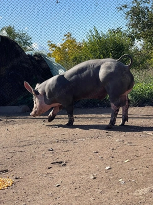 Vand vierut pietrean - imagine 2