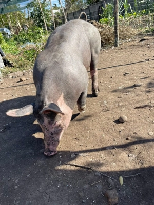 Vand vierut pietrean - imagine 5