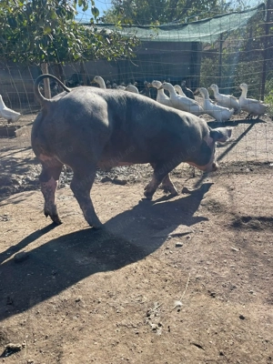 Vand vierut pietrean - imagine 3