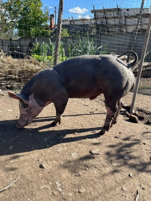 Vand vierut pietrean - imagine 4