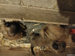 catelusi pekinezi - imagine 2