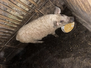 Vand scrofita mangalita - imagine 2