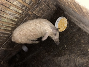 Vand scrofita mangalita - imagine 3