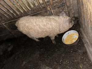 Vand scrofita mangalita - imagine 4