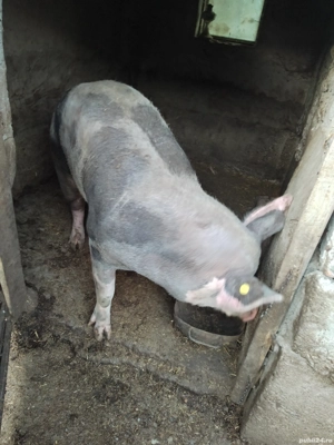 vând grăsuni si porci mari - imagine 2