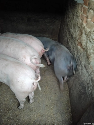 vând grăsuni si porci mari