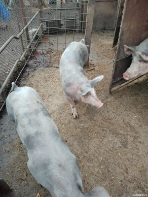 vând grăsuni si porci mari - imagine 4