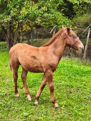 Mânz disponibil  - imagine 2