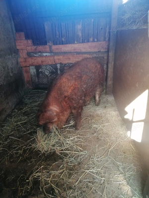 Schimb vier mangalita cu porc pentru sacrificat de Craciun  - imagine 3