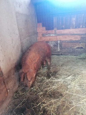 Schimb vier mangalita cu porc pentru sacrificat de Craciun 