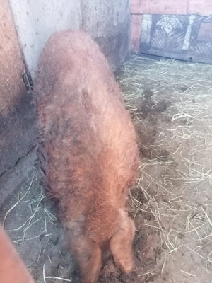 Schimb vier mangalita cu porc pentru sacrificat de Craciun  - imagine 2