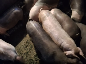 Vând porci  90 -100 kg - imagine 2