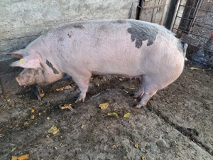 Vând scroafa 170 kg  nr de telefon   