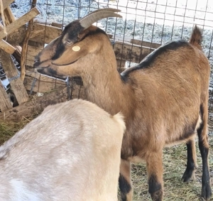 Capre anglonubian  - imagine 2