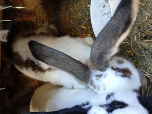 Iepuri uriaș fluturi  - imagine 2