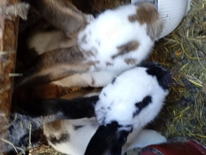 Iepuri uriaș fluturi 