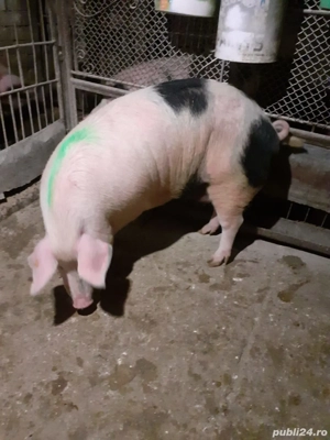 Porc femela 170 kg - imagine 3