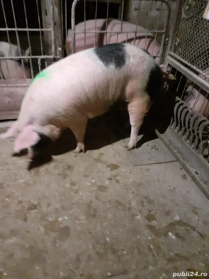 Porc femela 170 kg - imagine 2