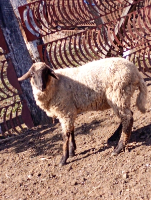Pereche miei rasa de carne