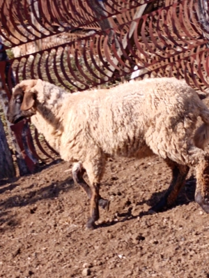 Pereche miei rasa de carne - imagine 2