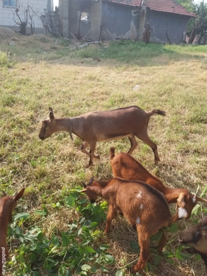 capre  schimb cu purcei - imagine 2