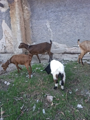 capre  schimb cu purcei - imagine 3