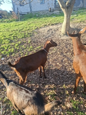 capre  schimb cu purcei - imagine 5