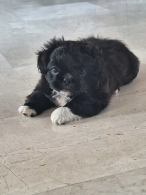 Pechinezi mici de rasă pura-Pekingez Imperial -portocaliu și negru - imagine 5