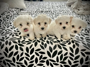 Catei Bichon Maltez Mini Toy 