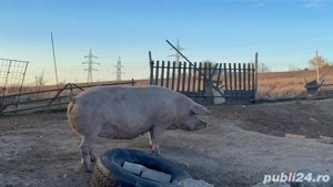 Vand scroafa - imagine 3