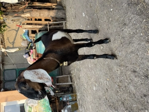 Vand tapisor anglonubian - imagine 5