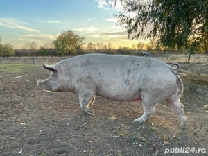 Vand scroafa - imagine 2