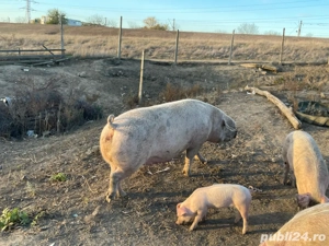 Vand scroafa - imagine 4