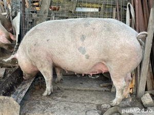 Vand scroafa - imagine 5