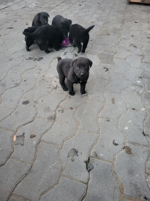 Pui de labradori - donez  - imagine 2