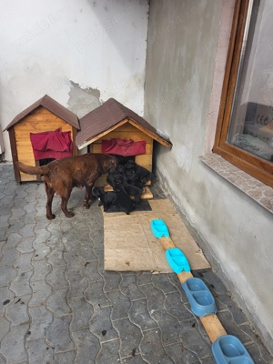 Pui de labradori - donez  - imagine 3