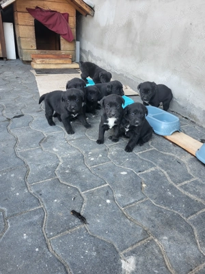 Pui de labradori - donez  - imagine 4