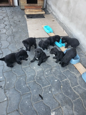 Pui de labradori - donez  - imagine 5