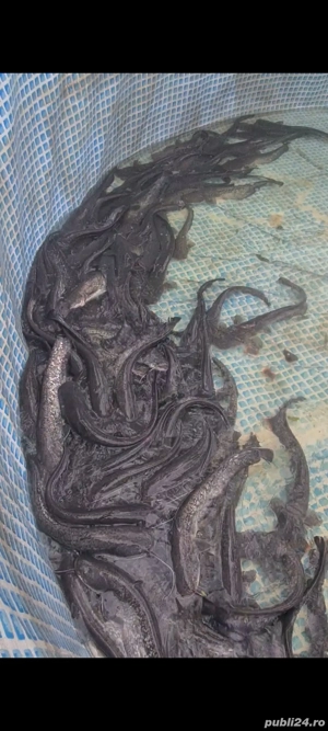 vand somn pentru populat