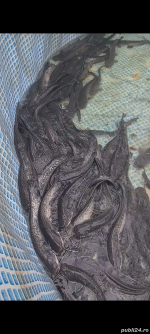 vand somn pentru populat - imagine 3