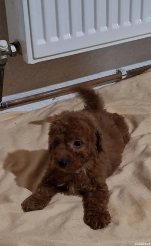 PUDEL POODLE TOY  transport gratuit aproape in toata România 