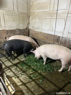 porci de vanzare