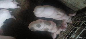 Purcei Pietrean  - imagine 2