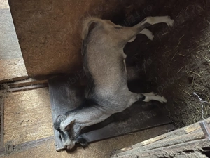 Vand tap metis de sannen si  toggenburg - imagine 5