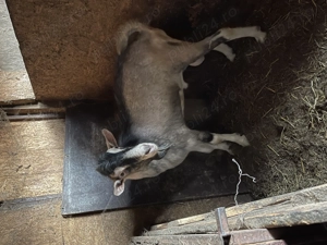 Vand tap metis de sannen si  toggenburg - imagine 3