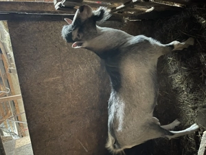 Vand tap metis de sannen si  toggenburg - imagine 2