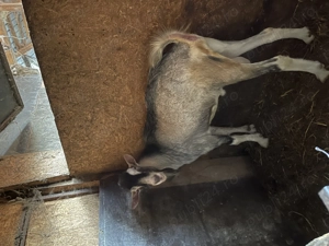 Vand tap metis de sannen si  toggenburg